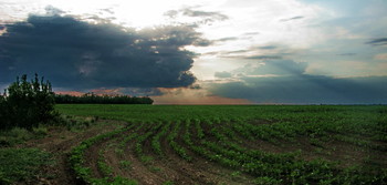 Feld / ***