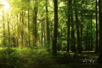 Zauberwald / Das Licht im Wald ist sehr bezaubernd!