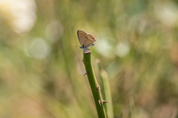 Pequeña mariposa. / Fauna de primavera.