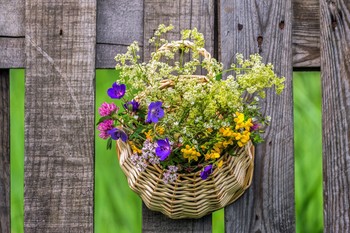 Wildblumen / ***