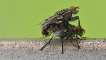 Fliegen bei der Paarung / Fliegen bei der Paarung