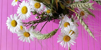 Gänseblümchen. / ***