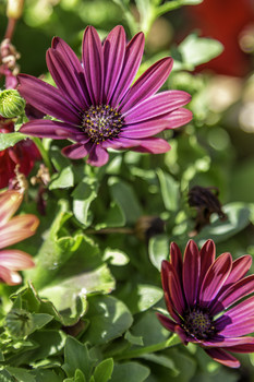 Pretty Purple Daisy / This pretty purple Daisy is growing in my garden