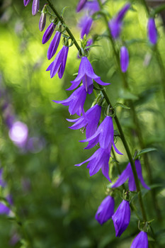 Purple Bell Flowers / These Purple Bell flowers are a real delight to look at