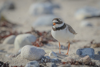 Sandregenpfeifer ... / ... sind Bodenbrüter und wenn sie sich unbeobachtet fühlen kehren sie schnell wieder zu ihrem Gelege zwischen Sand und Steinen zurück, während sie bei Störungen eiligst von ihrem Gelege ablenken, davonlaufen und dem Störenfried den gut der Umgebung angepassten Rücken zeigen.