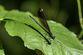 Ebony Damselfly / This pretty little Ebony Damselfly was making its rounds from leaf to leaf