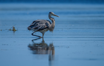 Great blue heron / ***