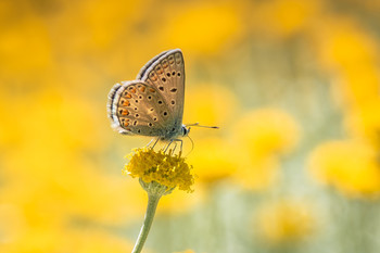 Mariposa con fondo amarillo. / Días para observar mariposas.