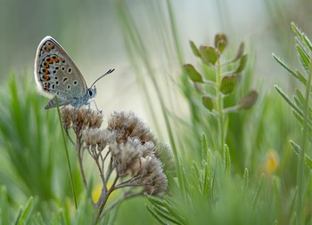 Über ein Schmetterling / ***