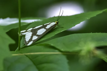 Yellow Headed Moth / This yellow headed moth was hanging out on these leaves