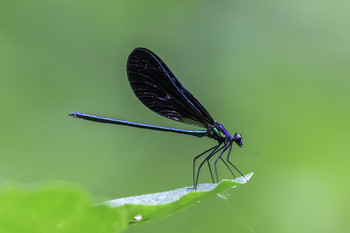 Bluel Damselfly / This Bluel damselfly had an absolutely brilliant blue color