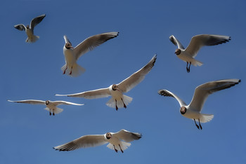 Vogel / ***