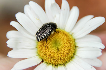 Black beetle on camomile / ***