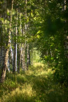 Waldlandschaft / ___