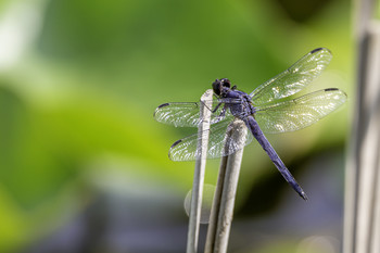 Dragonfly on Reed / This dragonfly was resting on this reed at the pond