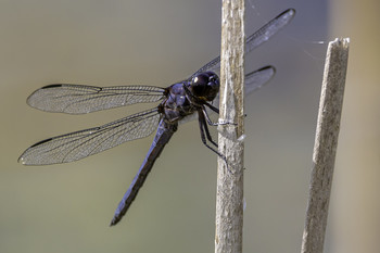 Another Dragonfly Closeup / This amazing dragonfly waited for me to take its picture