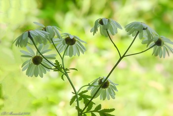 Gänseblümchen / ...