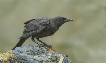 Common grackle (female) / ***