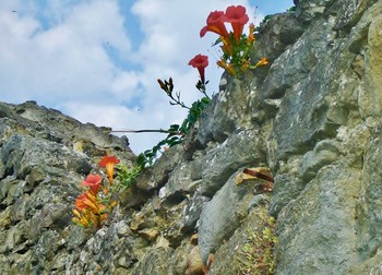 Und auf dem Stein wachsen die Blumen ... / ***