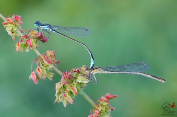 The couple / Ischnura elegans (male and female)