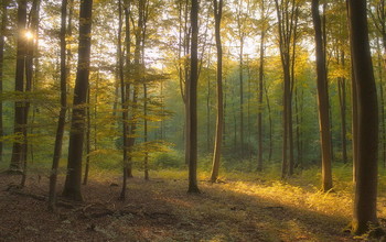 Morgendämmerung / ***