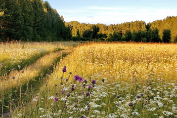 Juli-Abend. / ***