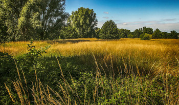 Kräuter / ***