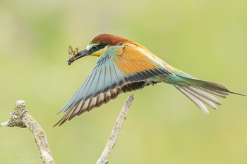 elegant / flying by the bee-eater