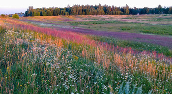 Wildblumen / ***