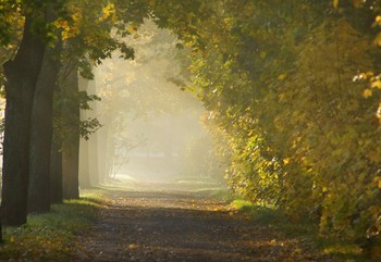 Nebel zerstreut / ***