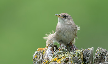 House Wren / ***