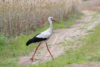 Pashkevich68 / Pashkevich68