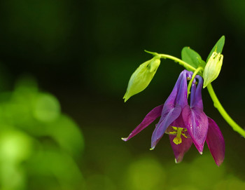 Aquilegia / ***