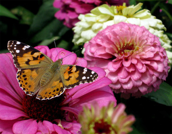 Duft der Blumen / ***