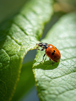 Parcourt / exercise for ladybug on raspberry