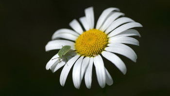 Kleine Planeten / ***