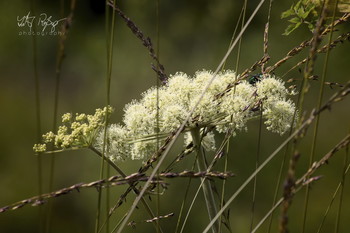 Wilde Blumen... / Wildblumen aus einem Moor.