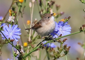 Grau Warbler / ***