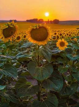 Sunflower / ***