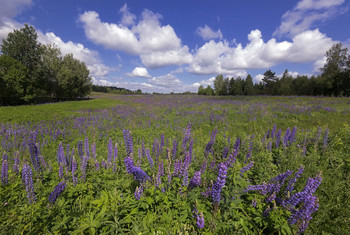 Lupine / ***