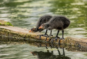 Zwei der Schatulle / ***