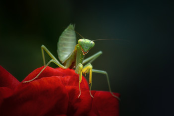 Sommerfarben. / ***