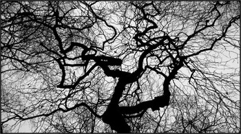 grave-tree / tree against sky - abstract