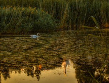 Abend auf dem See / ***