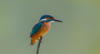 Kingfisher / ***