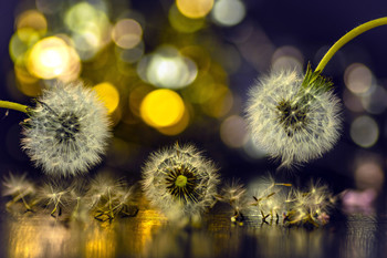 Luces para un destino. / Recuerdo de la vida de un amigo.