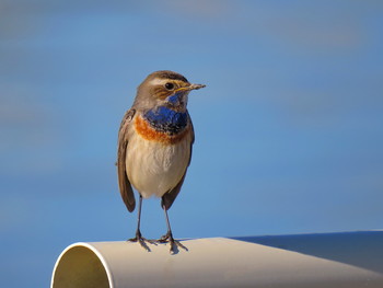 Blaukehlchen / ...