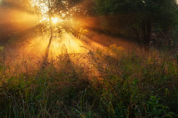 Evening Rays / ***