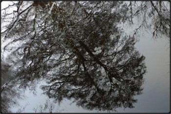 winter watertree / reflection of trees in water