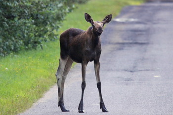 Pashkevich68 / Pashkevich68